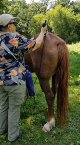 Laser Therapy on a horse
